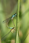 Große Pechlibelle (Ischnura elegans)